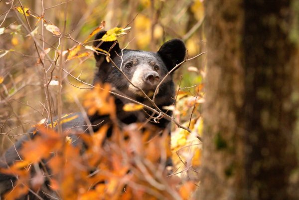 Медведь осенью