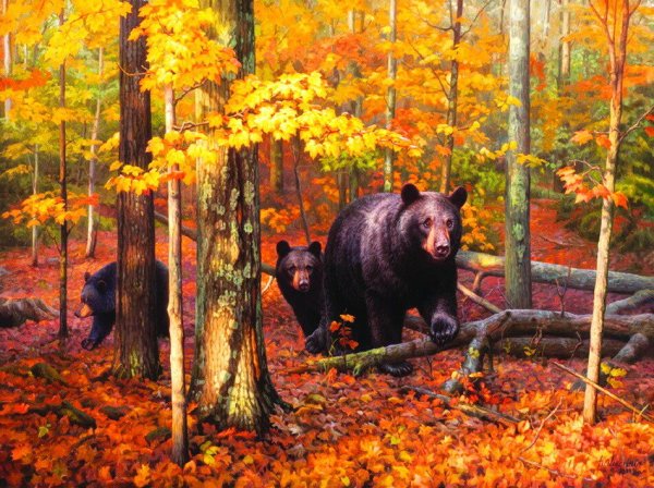 "Медведи в лесу" Kim Norlien