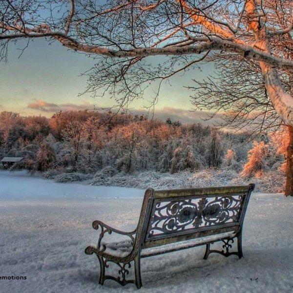 Скамейка в зимнем саду