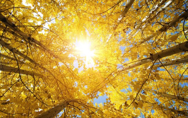 Солнечная осень