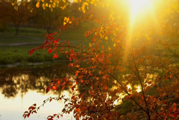 Осеннее утро солнце