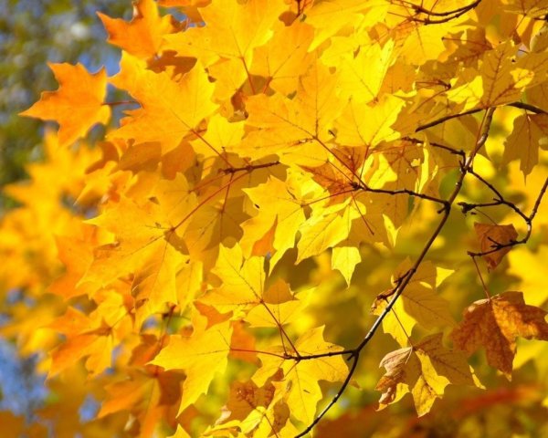 Осенний Солнечный день листва