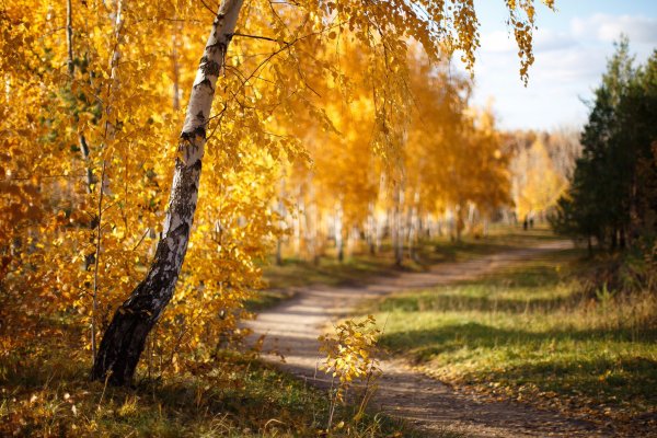 Солнечная осень березы