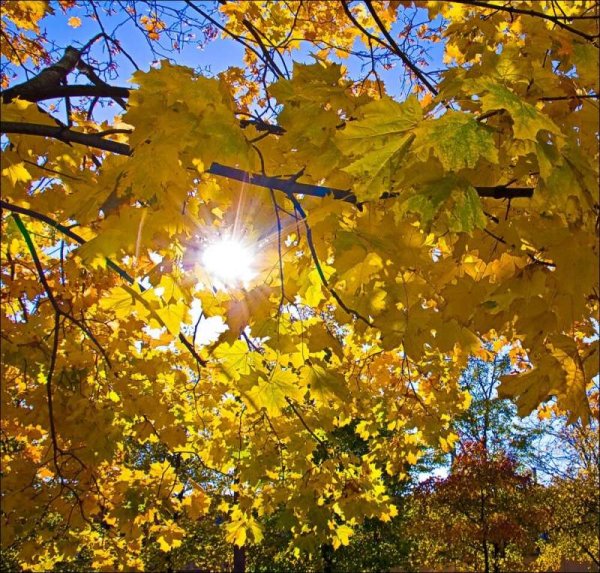 Золотая осень во дворе