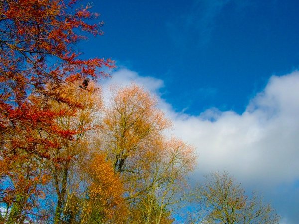 Солнечный осенний денек