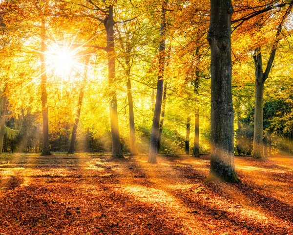 Солнечная осень