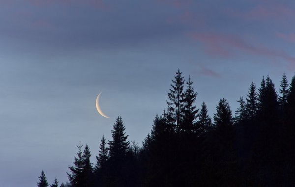 Серп Луны над лесом
