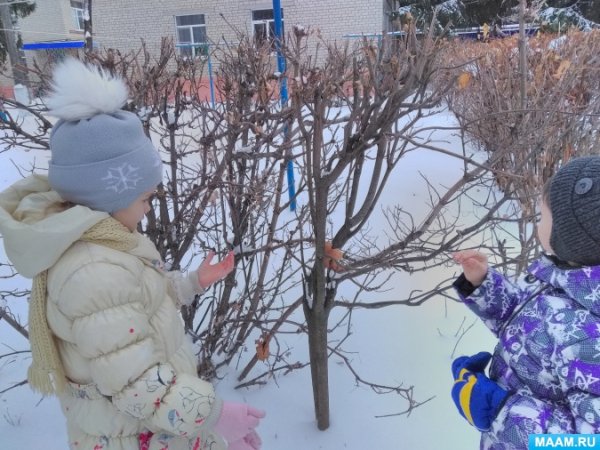 Наблюдение за зимними деревьями в детском саду