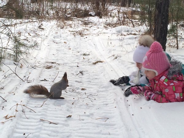Животные зимой для детей