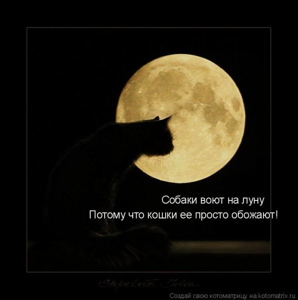 Полная Луна прикол