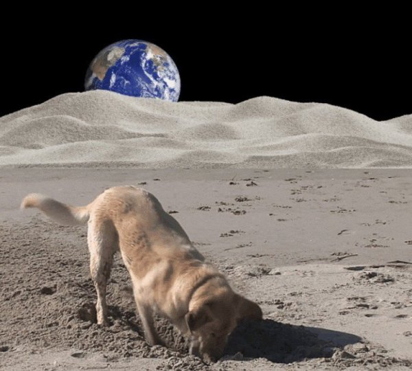 Луна прикол