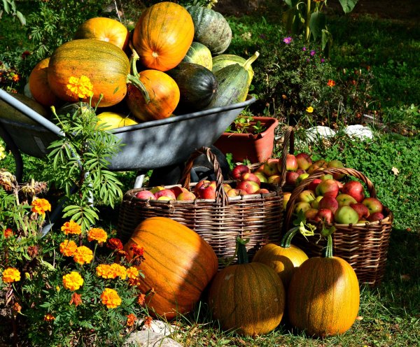 Урожай осенью