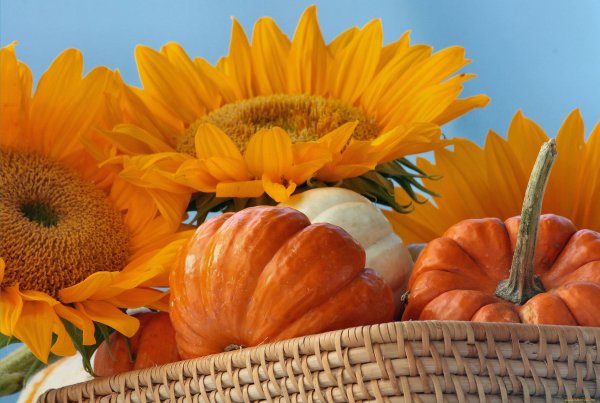 Урожай подсолнуха