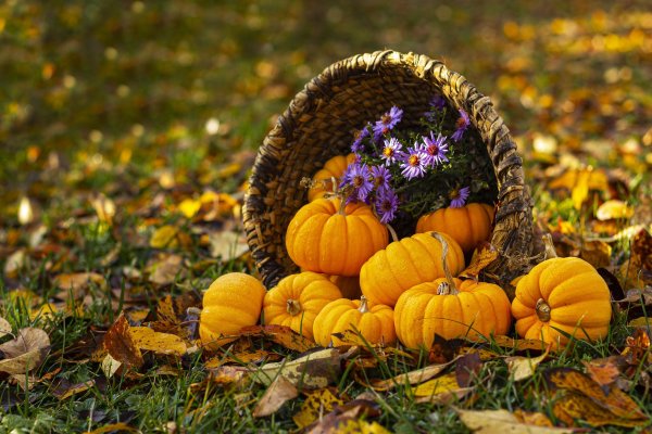 Дары осени с тыквой