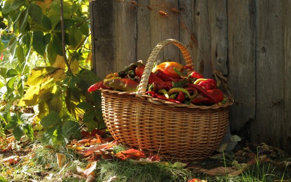 Осенние дары природы