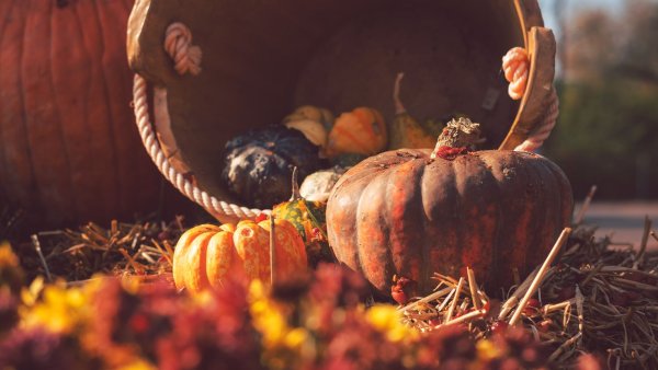 Осень сбор урожая