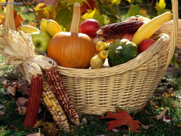 Огород осенью