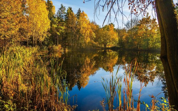 Золотая осень озеро природа река лес