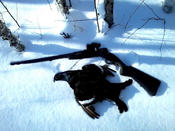 Охота на тетерева зимой на лунках