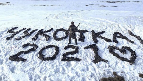 Чукотка 2021 гуси