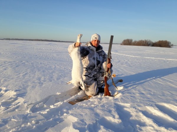 Сибирский охотник охота на зайца