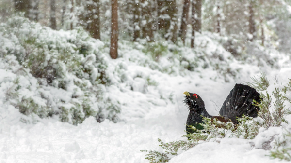 Глухарь и тетерев зимой