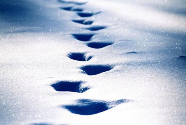 Следы зимой