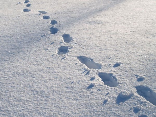 Следы на снегу