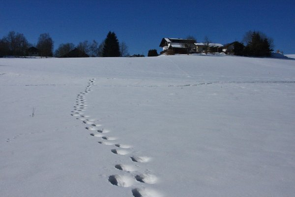 Следы на снегу