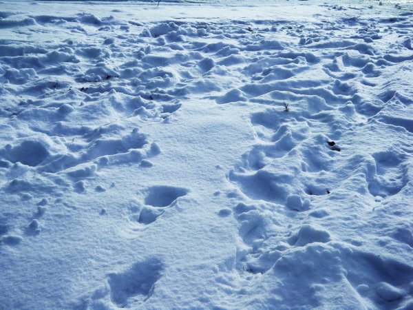Следы в сугробе