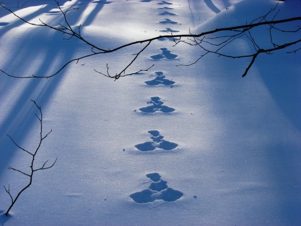 Следы на снегу