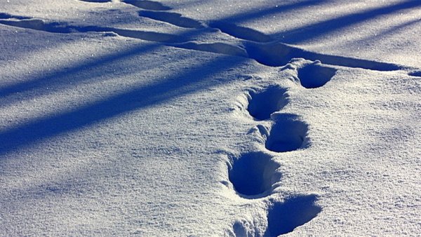 Следы на снегу
