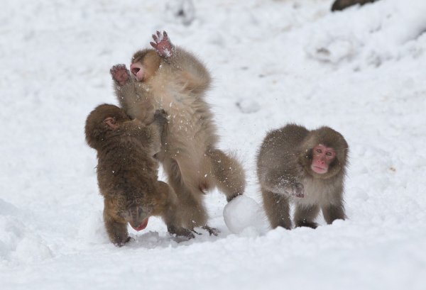 Обезьяна в снегу
