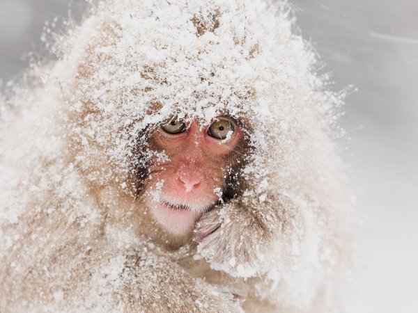 Японские обезьяны в снегу