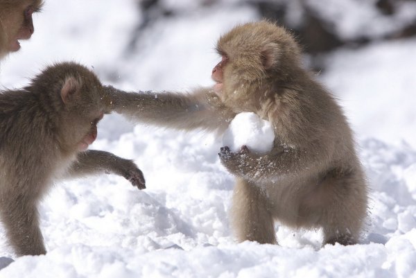 Японские обезьяны в снегу