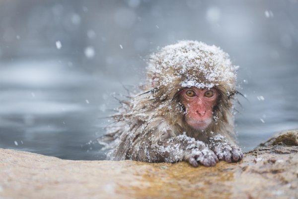 Обезьяна зимой