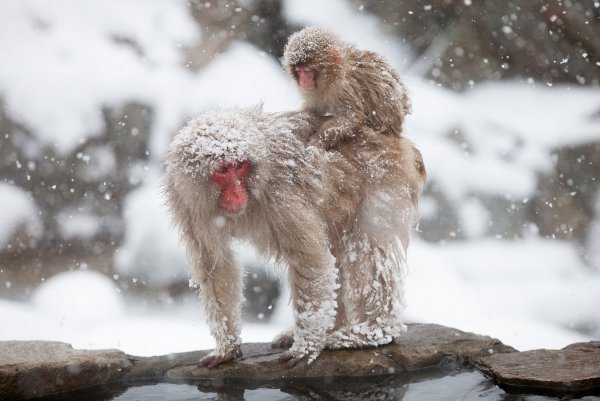 Джигокудани парк снежных обезьян Япония