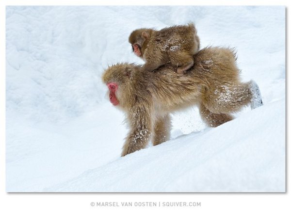 Фото обезьяны розой