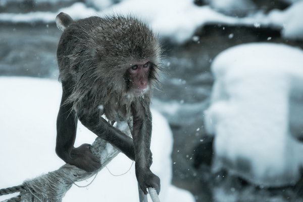 Обезьяны которые живут в снегах