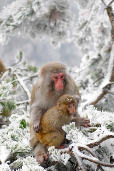 Обезьяны на Хоккайдо
