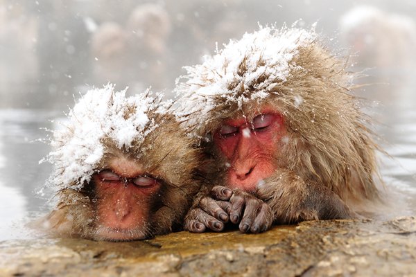 Мартышка в снегу