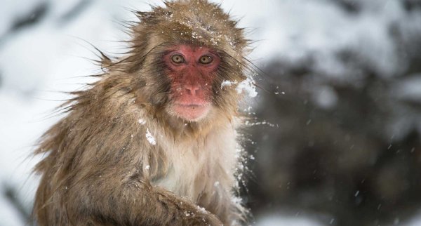 Обезьянка замерзла