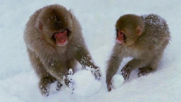 Арктические обезьяны животные