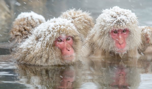 Парк снежных обезьян Джигокудани