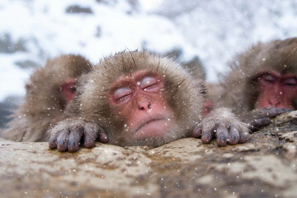 Парк снежных обезьян