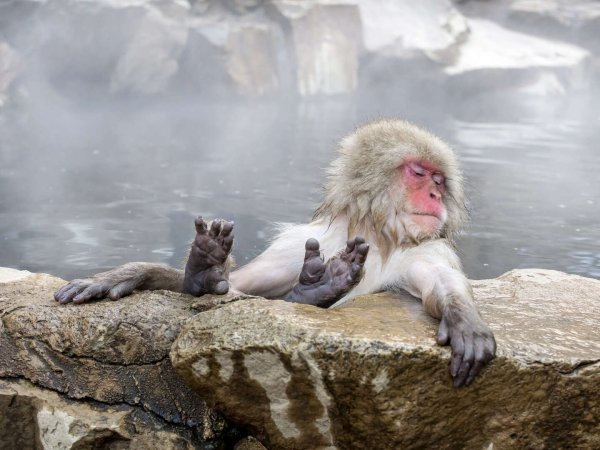 Обезьяны в термальных источниках Японии