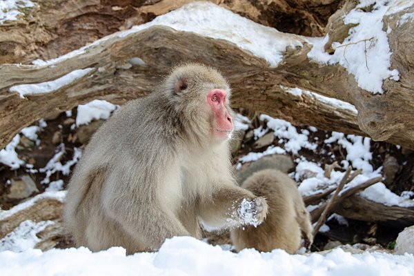 Снежные макаки Японии