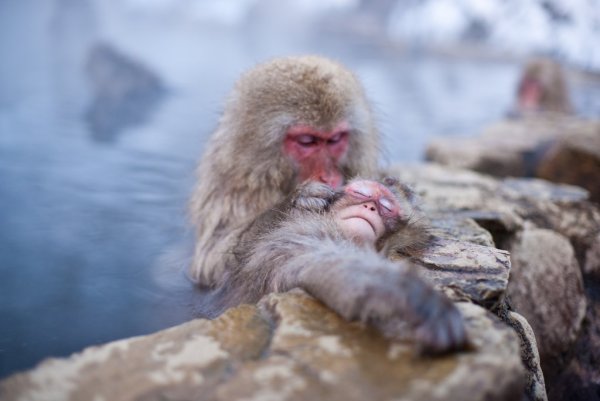 Джигокудани снежные обезьяны источники