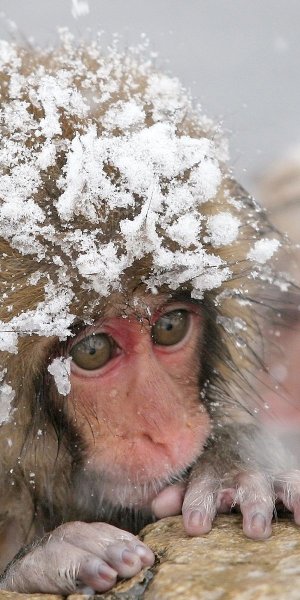 Обезьянка замерзла