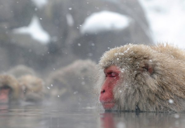 Обезьяна в снегу в воде